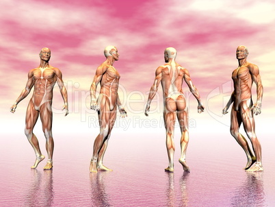 muscles of man - 3d render