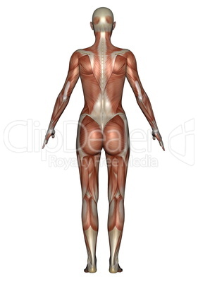 back muscles of woman - 3d render
