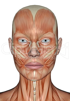 head muscles of woman - 3d render