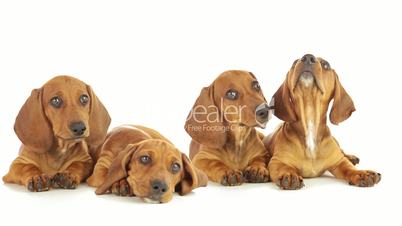 Four dachshund puppy