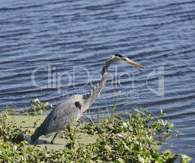 great blue heron