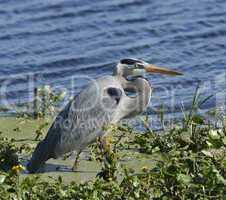 great blue heron