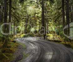 rain forest with a dirt road