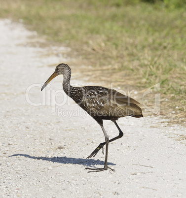 limpkin bird