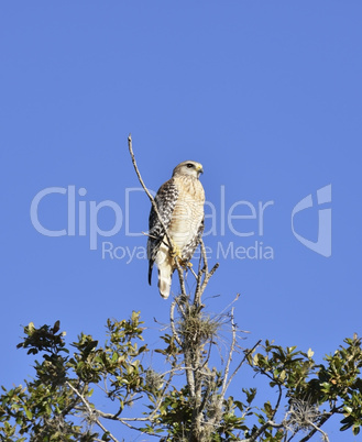 broad-winged hawk