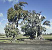 live oaks and spanish moss