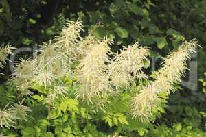 blühender spierstrauch (spiraea)