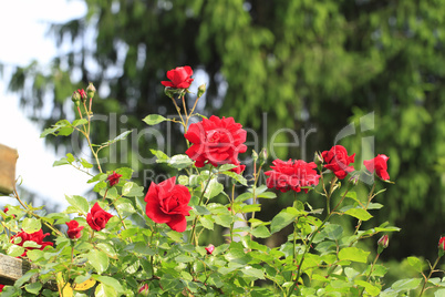 kletterrose (rosa filipes)