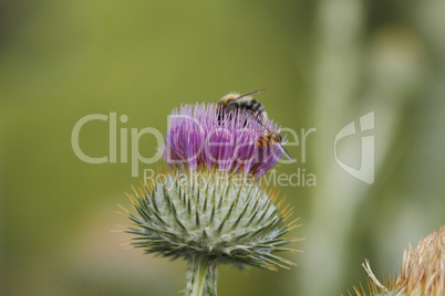 silberdistel (carlina acaulis)