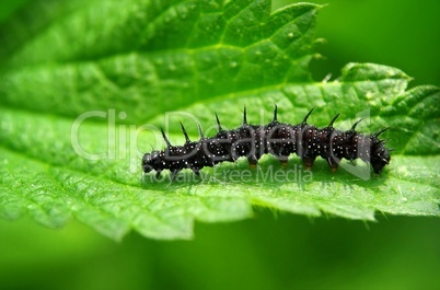 Raupe eines Schmetterlings Tagpfauenauge