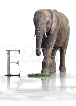 Elefant mit Schrift und Buchstabe für die Schule