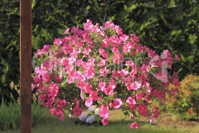 petunien (petunia × hybrida)