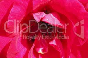 kletterrosenblüte (rosa filipes)