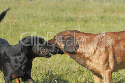 spielende hunde