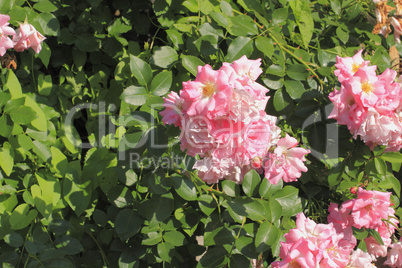 kletterrose (rosa filipes)