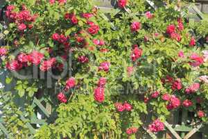 kletterrose (rosa filipes)