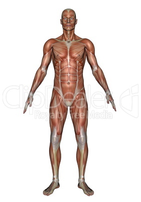 front muscles of man - 3d render