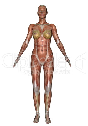 front muscles of woman - 3d render