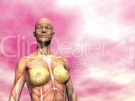 muscles of woman - 3d render