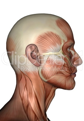 profile head muscles of man - 3d render