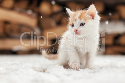 small red lonely kitten on snow