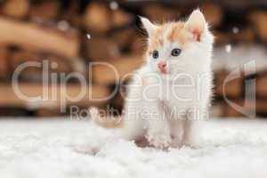 small red lonely kitten on snow