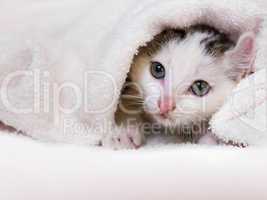 kitten nestled against a white towel