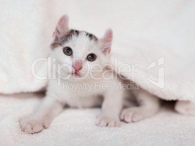 kitten nestled against a white towel