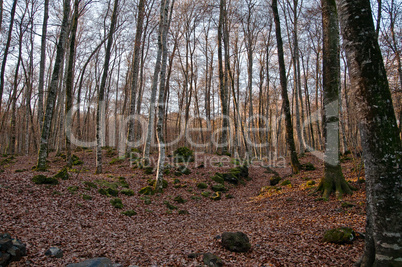 fageda jorda