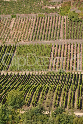 weinberge bei longuich an der mosel