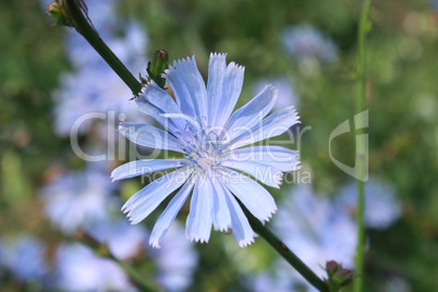 blue flower of cichorium