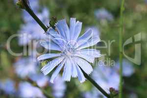blue flower of cichorium