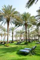 sunbeds on the green lawn and palm tree shadows in luxury hotel,