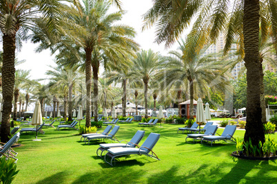 sunbeds on the green lawn and palm tree shadows in luxury hotel,