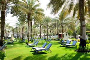 sunbeds on the green lawn and palm tree shadows in luxury hotel,