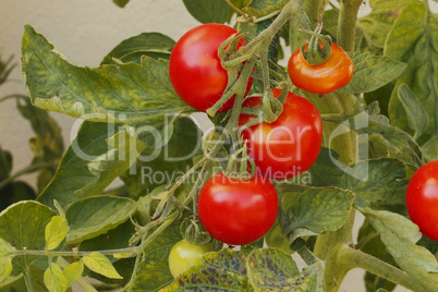 tomaten