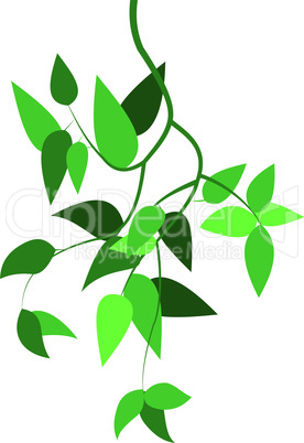 green branch with leaves