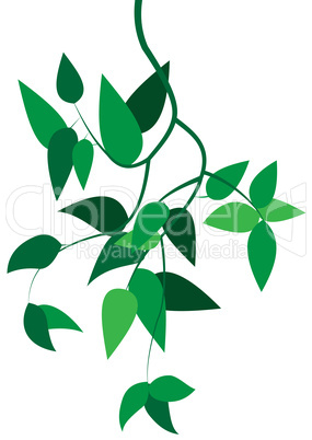 green branch with leaves