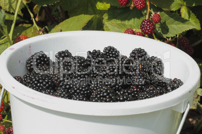 brombeeren (rubus sectio rubus)