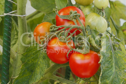 tomaten