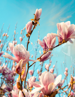 Wonderful colors of spring. Magnolia flowers against the sky at