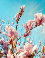 Wonderful colors of spring. Magnolia flowers against the sky at