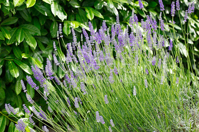 Lavender flowers