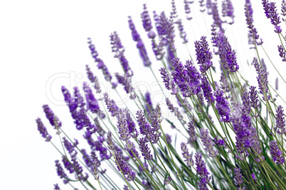 Lavender flowers