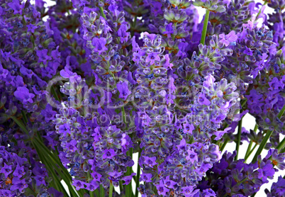 Lavender flowers