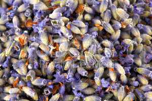 Texture of flowers of lavender