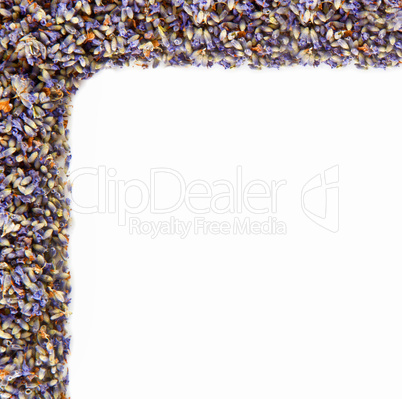 Corner of flowers of lavender