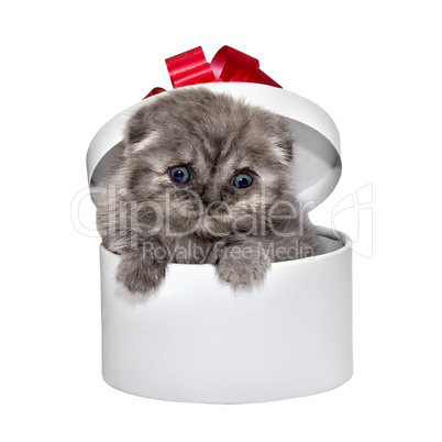scottish fold kitten breed and white gift box