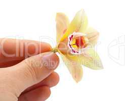 Orchid flower between his fingers