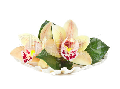 Orchid flowers in the seashell